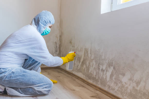 Crawl Space Mold Remediation treatment of floor joists in Lynnwood