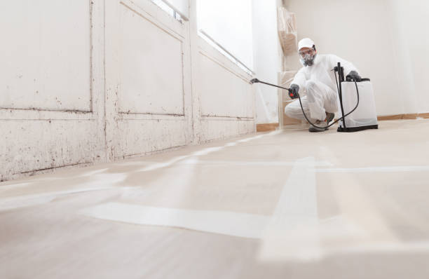 Black mold remediation team in Lynnwood
